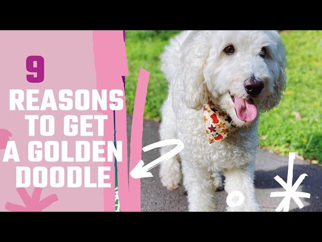 Top 9 Reasons Why You Should Get A Goldendoodle