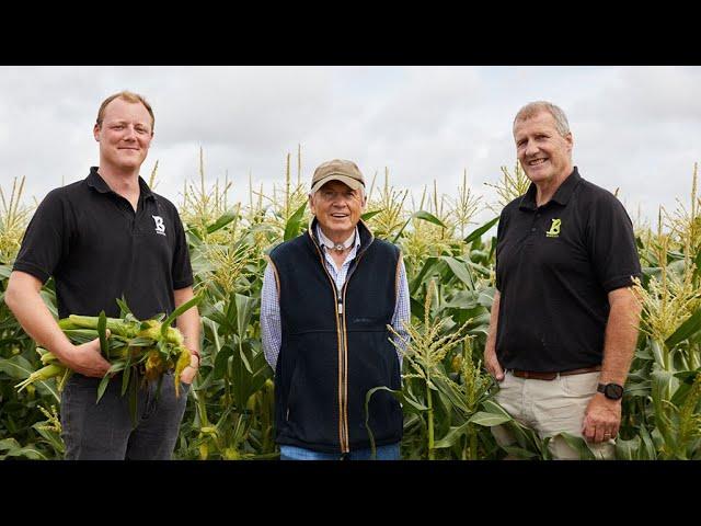 Sweetcorn Farming at Barfoot Farm  | Waitrose