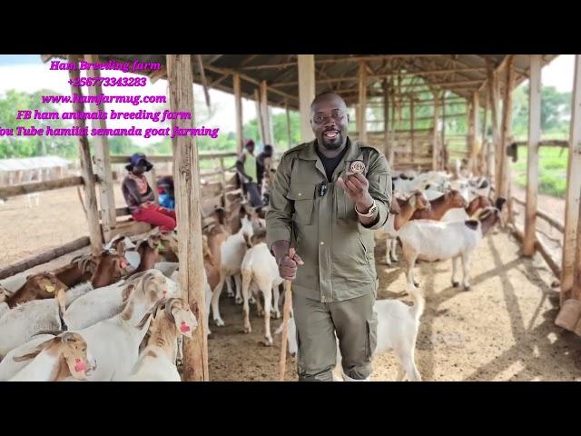 How to secure land to start goat farming easily (How do u get land  ) and best land for the project