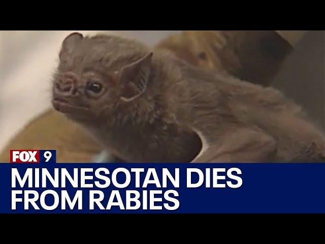 Minnesotan dies after rabies exposure from infected bat