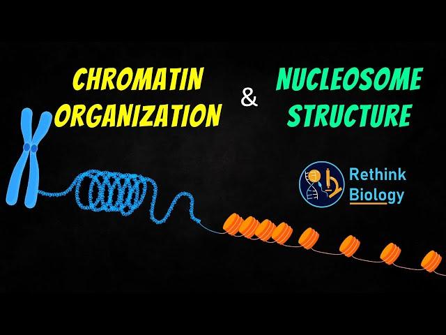 Chromatin Organization Animation || Nucleosome Structure