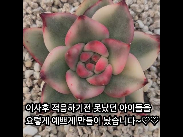 #금화다육 #라이브방송 #다육식물 #수입다육