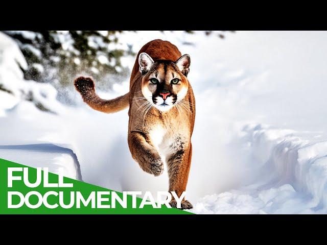 Wildcats - The Americas | Free Documentary Nature