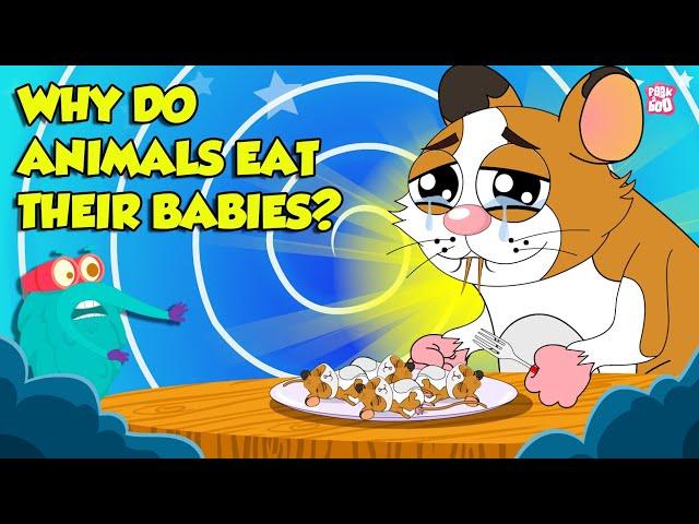 Strangest Animal Fact | Why Do Animals Eat Their Babies? | Filial Cannibalism | Dr. Binocs Show