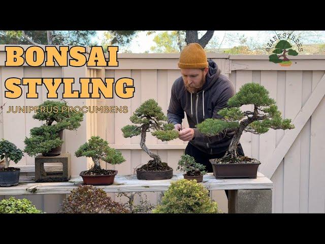 Juniper Bonsai Styling