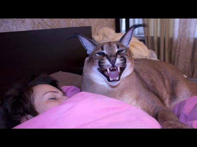 Big Floppa is an Awesome Bodyguard : Caracal