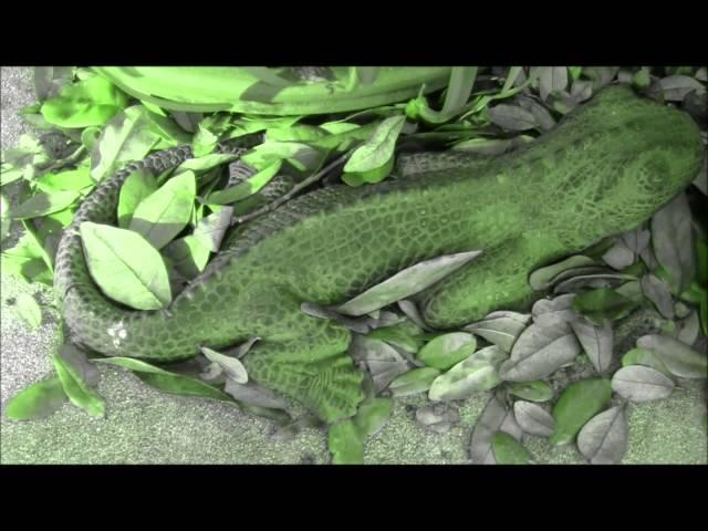 Your Backyard - Charles Williams