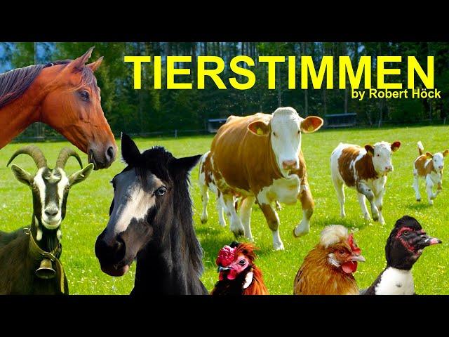 15 minutes of HAPPY FARM ANIMALS with their natural voices - FOR KIDS - cow, sheep, goat, horse, hen