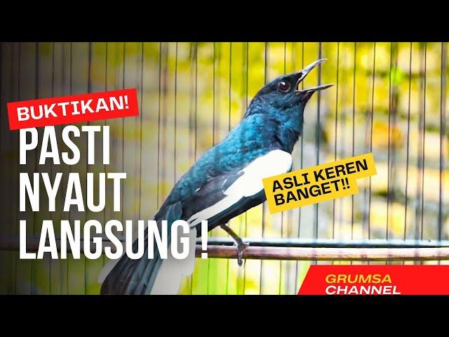 SUARA BURUNG kacer gacor NGEPLONG TARUNG konslet ini paling AMPUH buat PANCINGAN KACER agar EMOSI