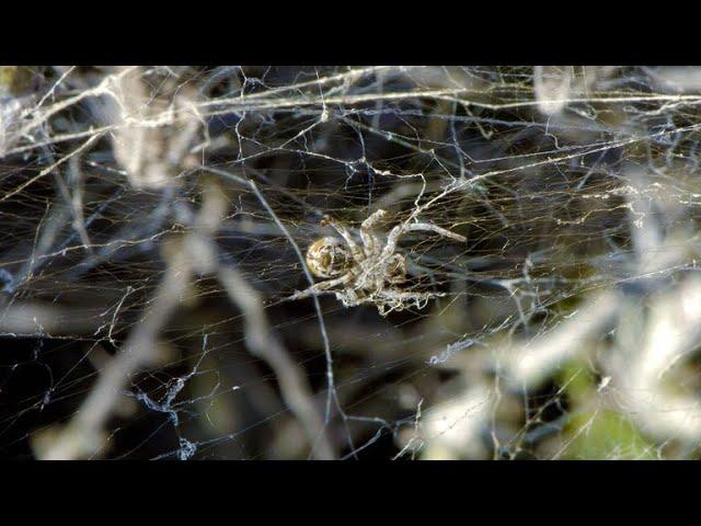 A Group of African Spiders Devour a Grasshopper (4K)