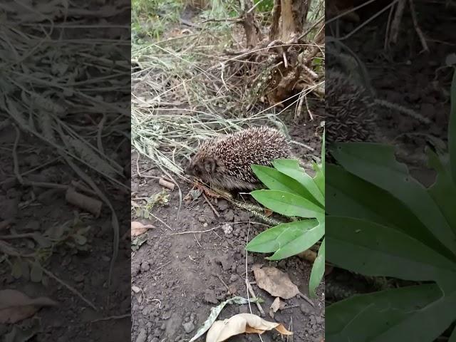 А в нашем саду просто чудесный гость! Маленький ежик