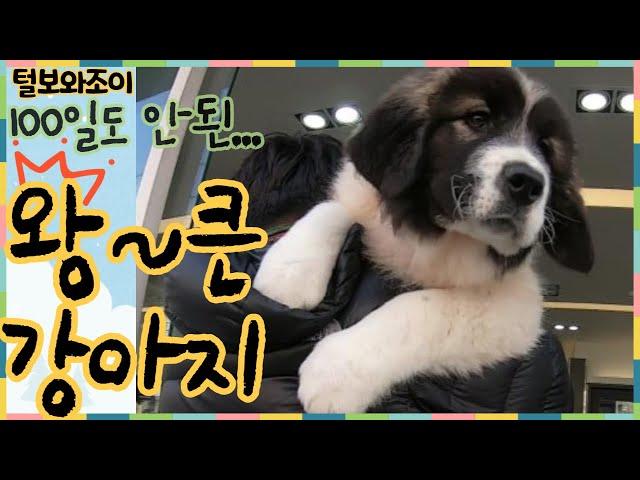 왕큰강아지caucasian shepherd dog(초대형견가족 이야기)털보와조이