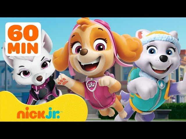 PAW Patrol | ¡Hora de Rescate de Chicas de PAW Patrol! con Sweetie y Everest! | Nick Jr. en Español