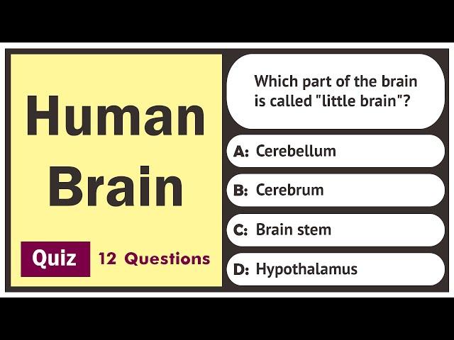 Human Brain Quiz | 12 Questions | General Science Quiz