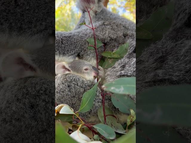 The cutest time of the year - koala joey season!