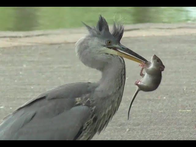 GREY HERON   -   The Rat Catcher