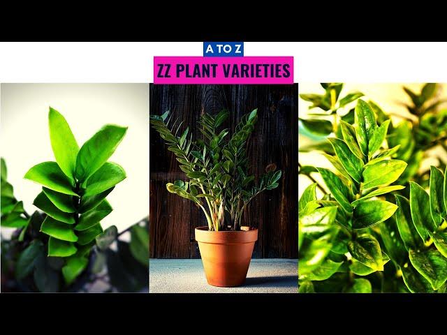 ZZ Plant Varieties A to Z