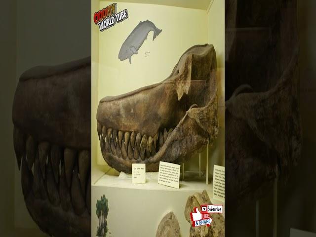 Leviatan Tales: Unearthing the Truth About Giant Sea Monsters  #MarineBiology #Cryptozoology