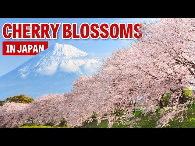 When to See Cherry Blossoms in Japan