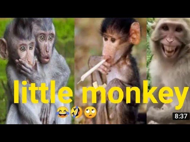 Haryanvi Bandar aur bandariya ka Khel ll funny video Manish Sonkar production