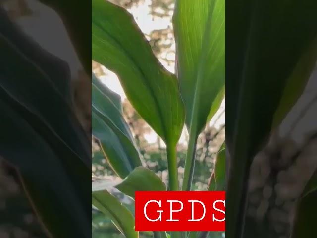 low care plant and lovely plant #gardeningpointds #plant
