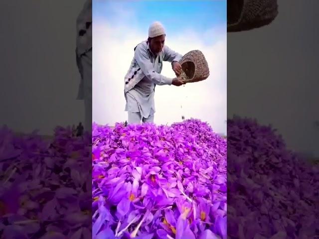 Saffron harvesting in KASHMIR |  #kashmir #saffron #gold