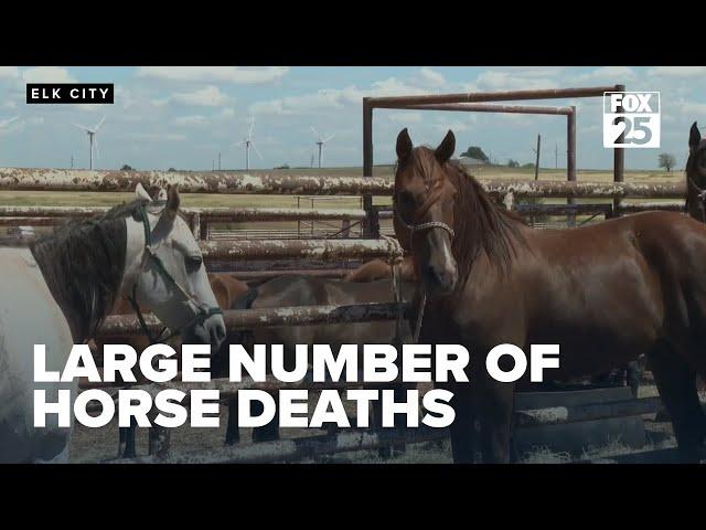 Elk City rodeo company loses over 50 horses to potentially tainted feed