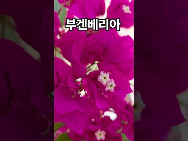 꽃이팡팡 ~ 부겐베리아 ~
