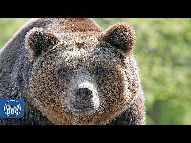 Picos de Europa National Park. Full documentary