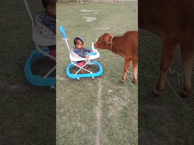 Baby Cow Videos #shorts #cow #tiktok