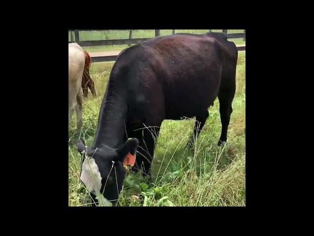 Grazing cover crops in the Georgia Piedmont