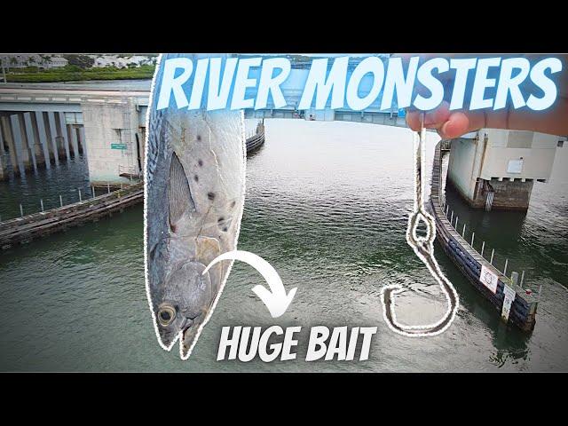 Catching BRIDGE RIVER MONSTERS (BIGGEST FISH OF MY LIFE) EP.5 THE TREASURE COAST