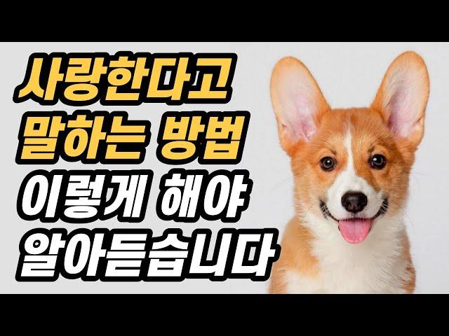 강아지에게 사랑한다고 표현하는 방법 6가지