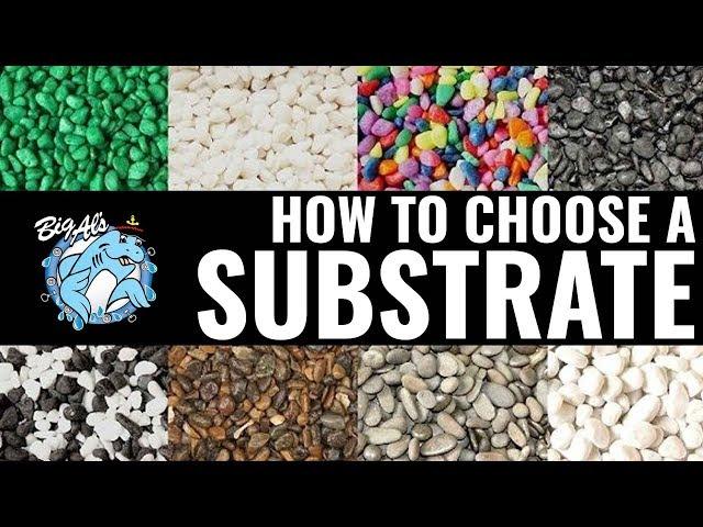 How to Choose an Aquarium Substrate | BigAlsPets.com