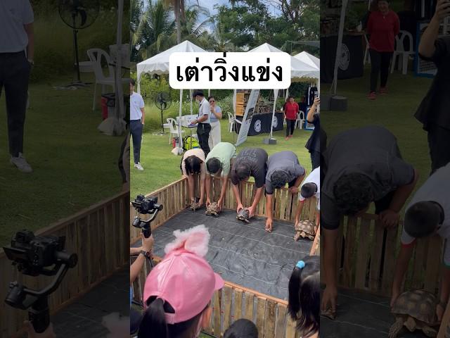เต่าวิ่งแข่ง #exotic #เต่า #เต่าวิ่งแข่ง