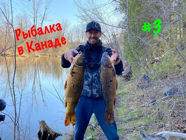 Рыбалка на карпа в Канаде, на малой реке.