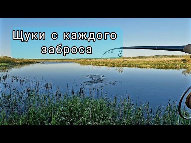 На эту приманку щуки начали клевать с каждого заброса. Ловля щуки в конце мая.