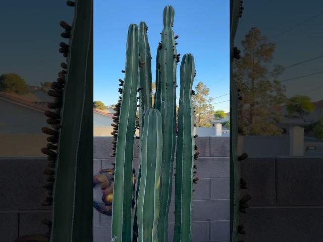 My Mexican Fencepost Cactus never fails to keep showing off! #mexicanfencepost #cactusjeff #cactus