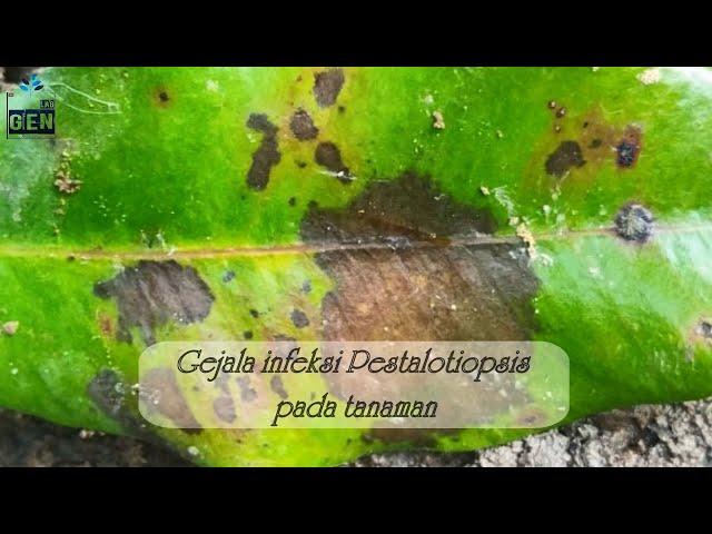 Pestalotiopsis - Gejala Penyakit pada Tanaman Budidaya
