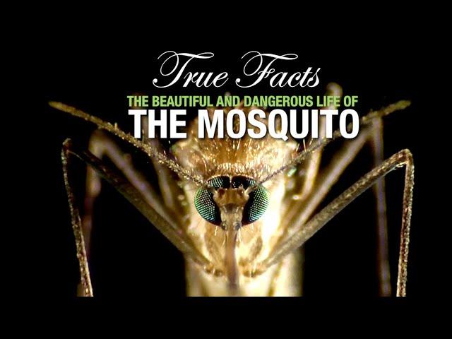 True Facts: The Mosquito