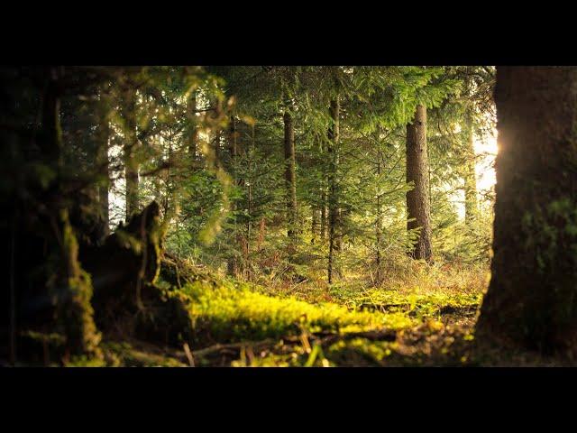 Bosgeluiden | Bosambiance | Bosachtige Sfeer | Vogelgezang | Natuur