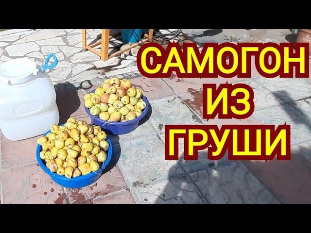 Спирт сырец из грушевой браги. Как получить максимальную ароматику