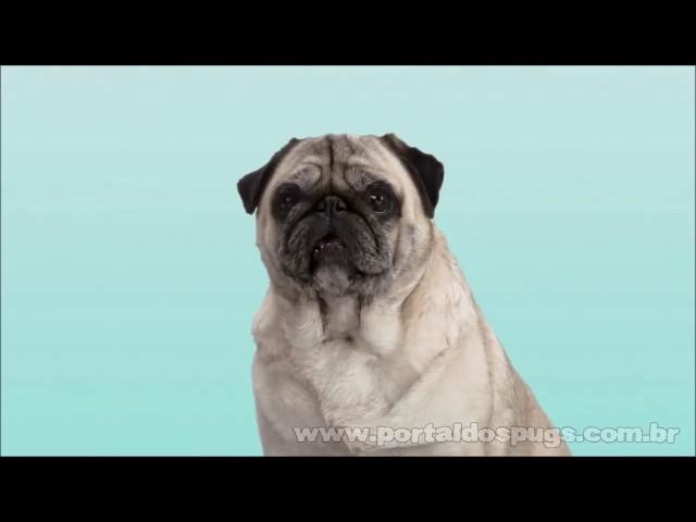 Advantix & Foresto - Comercial de TV - Propaganda com Pug