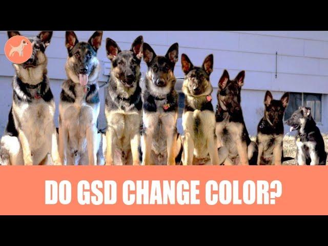 Do German Shepherds Change Their Colour As They Grow? (Complete Information)