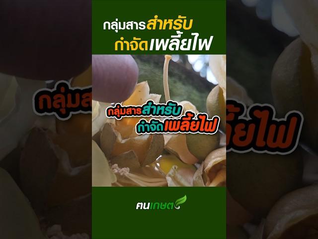 กลุ่มสารกำจัดเพลี้ยไฟ #ฅนเกษตร #เพลี้ยไฟ #สารกำจัดเพลี้ยไฟ