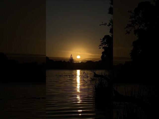 Live Sunrise #shorts #hamilton  #live #newzealand