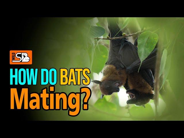 How do Bats Mate ? | wild sb |#bats