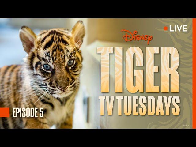 Tiger Tuesday Live! Watch Bakso & Mom’s Fifth Week at Disney’s Animal Kingdom