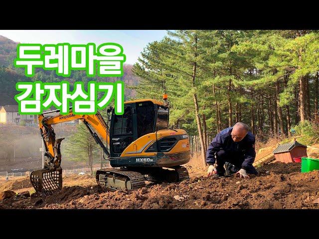 두레마을 감자 심을 준비합니다