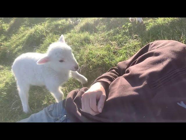 Cute lamb needs Attention 